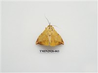 藏品(夜蛾252)的圖片